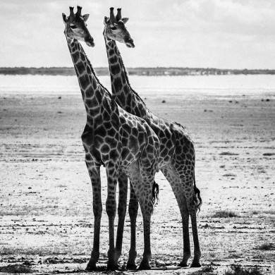 9. 0327-Giraffe-Baheux – 50 x 50 cm – édition 2/5 ($25,000.00)