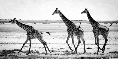 8. 0336-Giraffe-Baheux – 50 x 100 cm – édition 1/5 ($30,000.00)