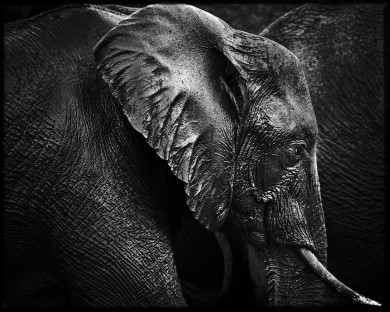 5. 7872-Elephant-Baheux – 60 x 75 cm édition 1/5 ($30,000.00)