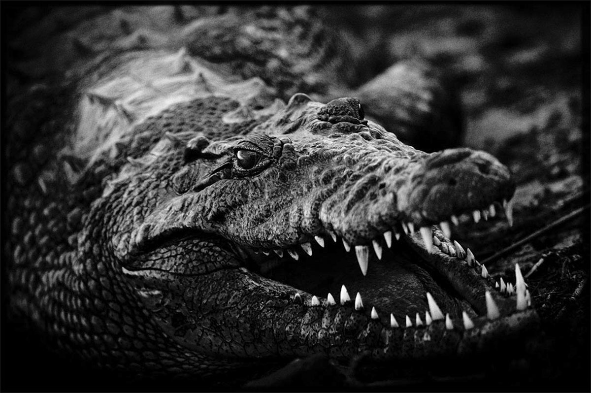 11. 7913-Crocodile-Baheux – 60 x 90 cm ($25,000.00)