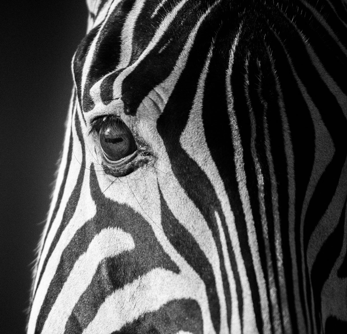 10. 9633-Zebra-Baheux – 60 x 60 cm – édition 1/5 ($25,000.00)