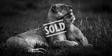 2. 4169-Lion-Baheux – 40 x 80 cm – édition 2/5 ($30,000.00) *SOLD