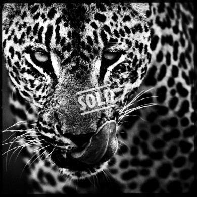 6. 4314-Leopard-Baheux – 50 x 50 cm – édition 1/5 ($25,000.00) *SOLD