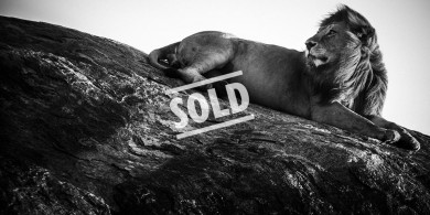 3. 5240-Lion-Baheux – 50 x 100 cm – édition 2/5 ($30,000.00) *SOLD