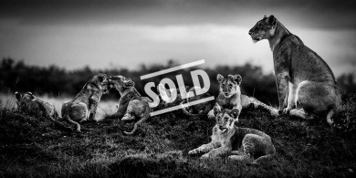 1. 9661-Lion-Baheux – 60 x 120 cm – édition 1/5 ($60,000.00) *SOLD